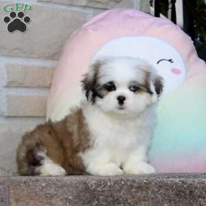 Honey Bee, Lhasa Apso Mix Puppy